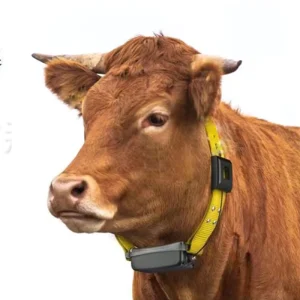 Lora Gps Tracking New Technology Cattle And Sheep Animal Husbandry Intelligent Breeding Lora Communication Module 5G