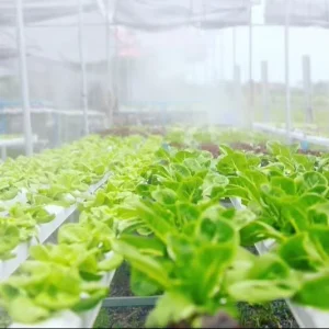 Microporous Atomization High Pressure Misting Cooling System Smart Greenhouse Humidifier System with Timer