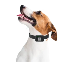 Smart Dog Collar with Gps Apple App Dog tracker App No Subscription GPS tracker for Dogs