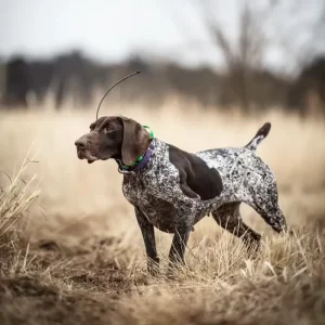 X20/X22 Hound Radio Locator Dashan No Signal GPS Collar Equipment Beidou Satellite Smart Animal Tracker Metal IPX7